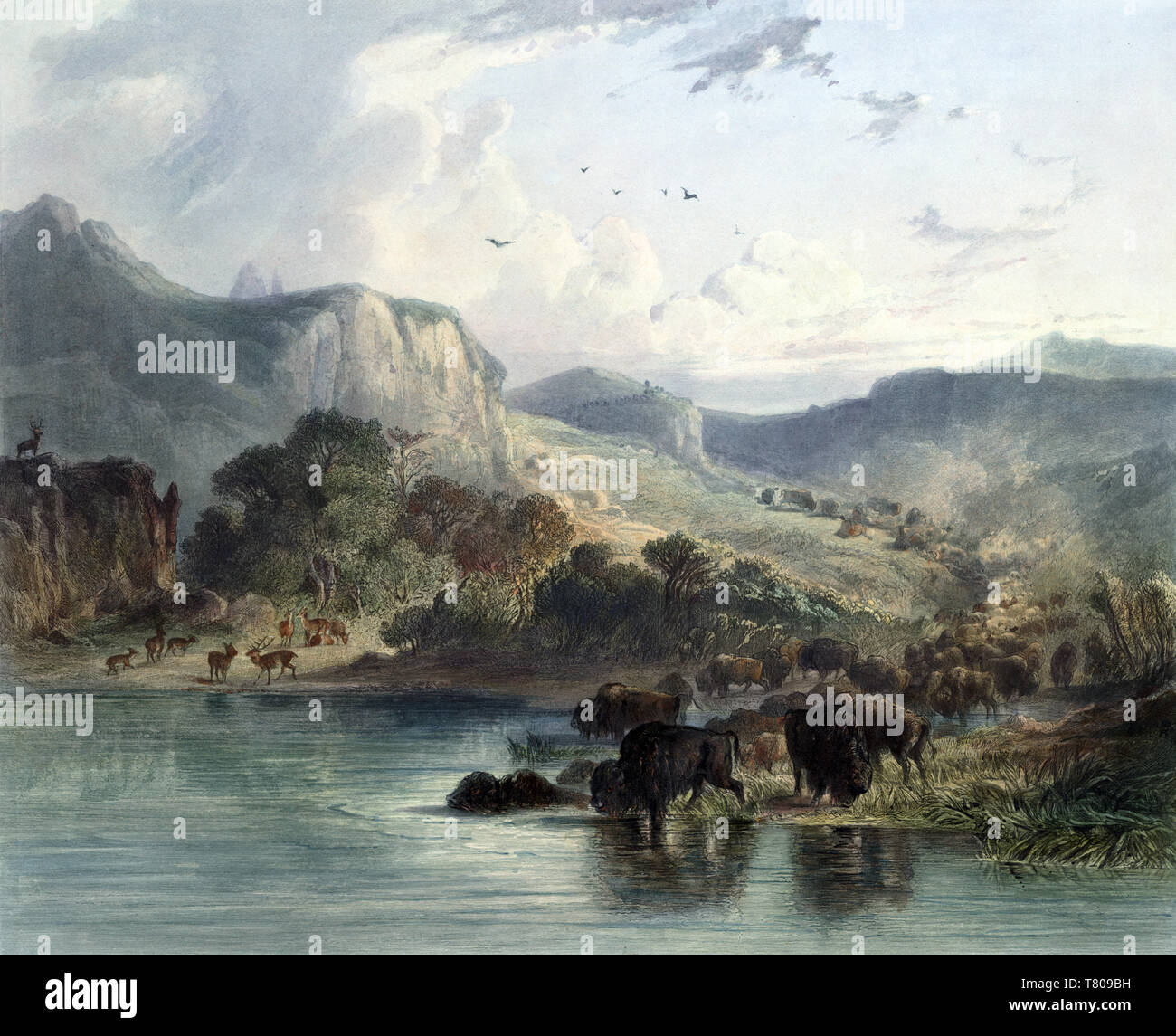 Les troupeaux de wapitis et bison d'Amérique, Missouri supérieur, 1830 Banque D'Images