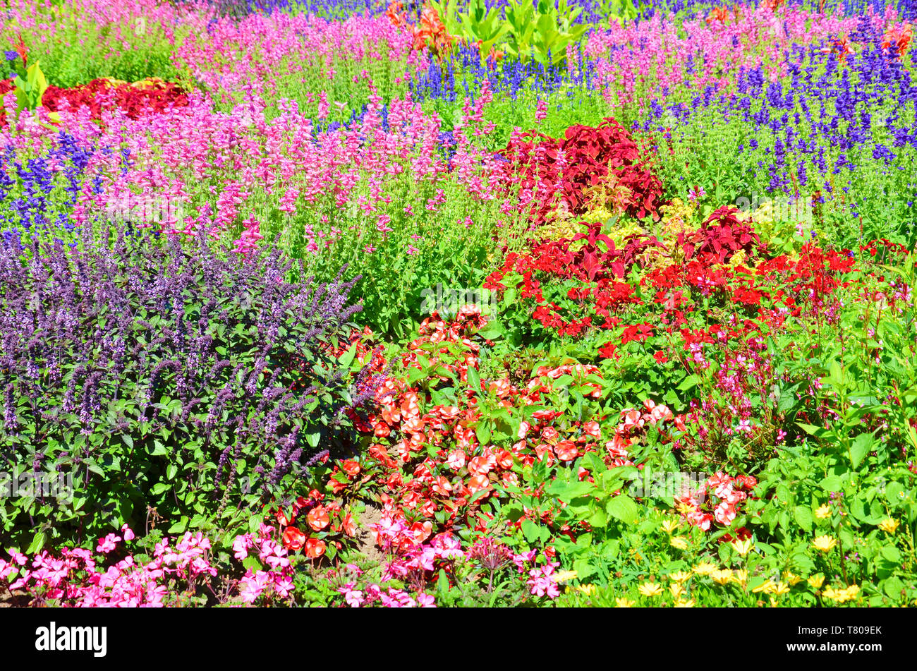 Lit incroyable de fleurs avec de nombreuses espèces différentes de belles fleurs. Les feuilles sont de couleurs rose, rouge, violet ou jaune. La photographie lumineuse a été prise dans la saison du printemps. Banque D'Images