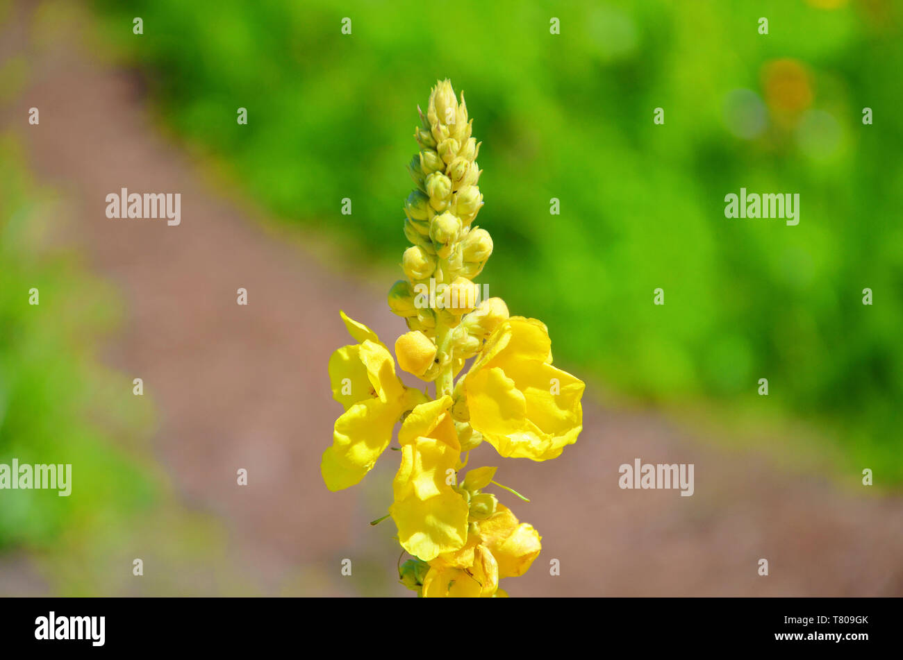 Détail d'une belle fleur jaune en fleurs avec flou fond vert. Le gros plan de la fleur de la photographie a été prise dans la saison du printemps. Banque D'Images