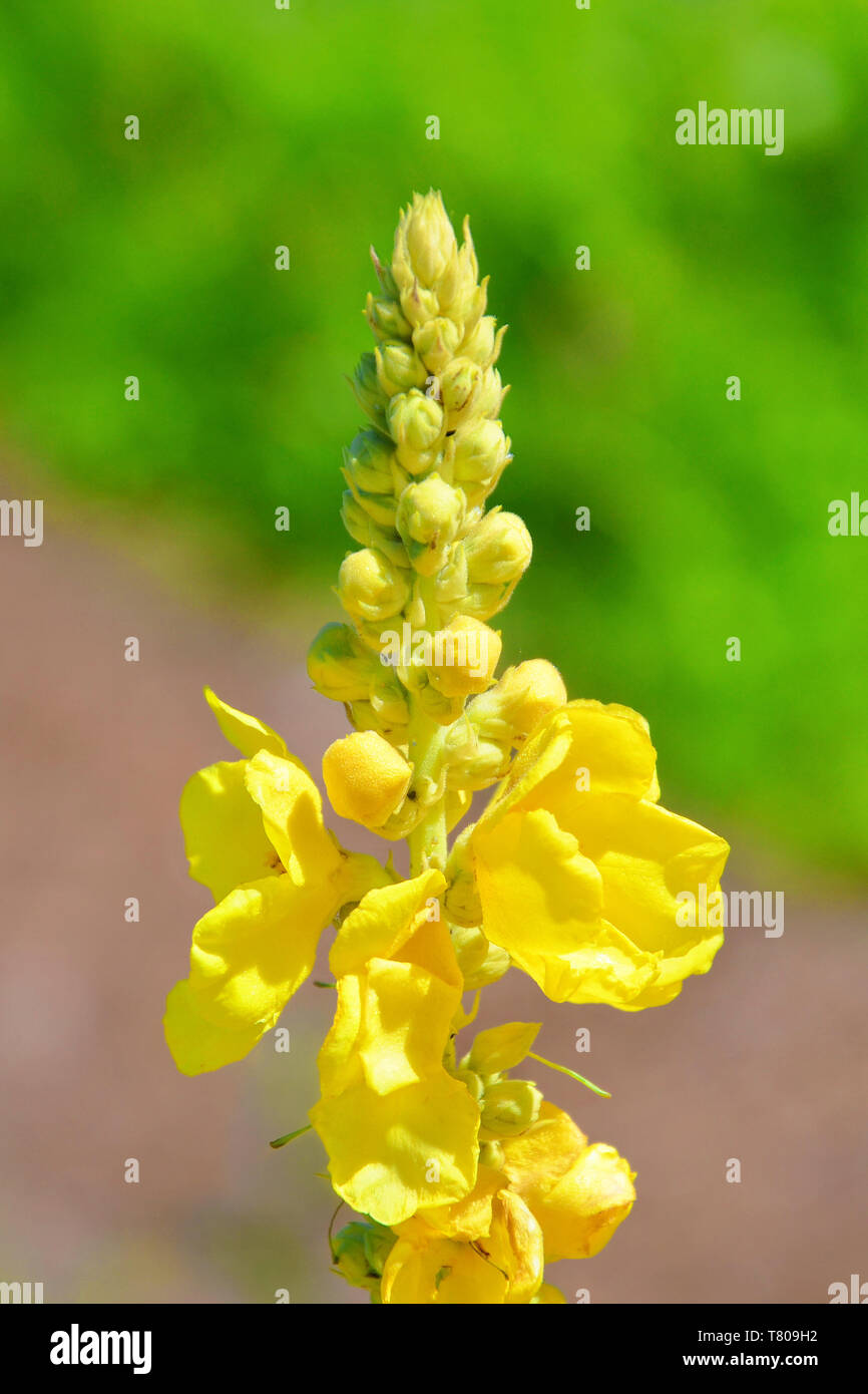 Belle fleur jaune pris close up pendant la saison du printemps. Dans la partie inférieure la fleur a feuilles jaune vif, dans la partie supérieure il est encore en fleurs. Banque D'Images