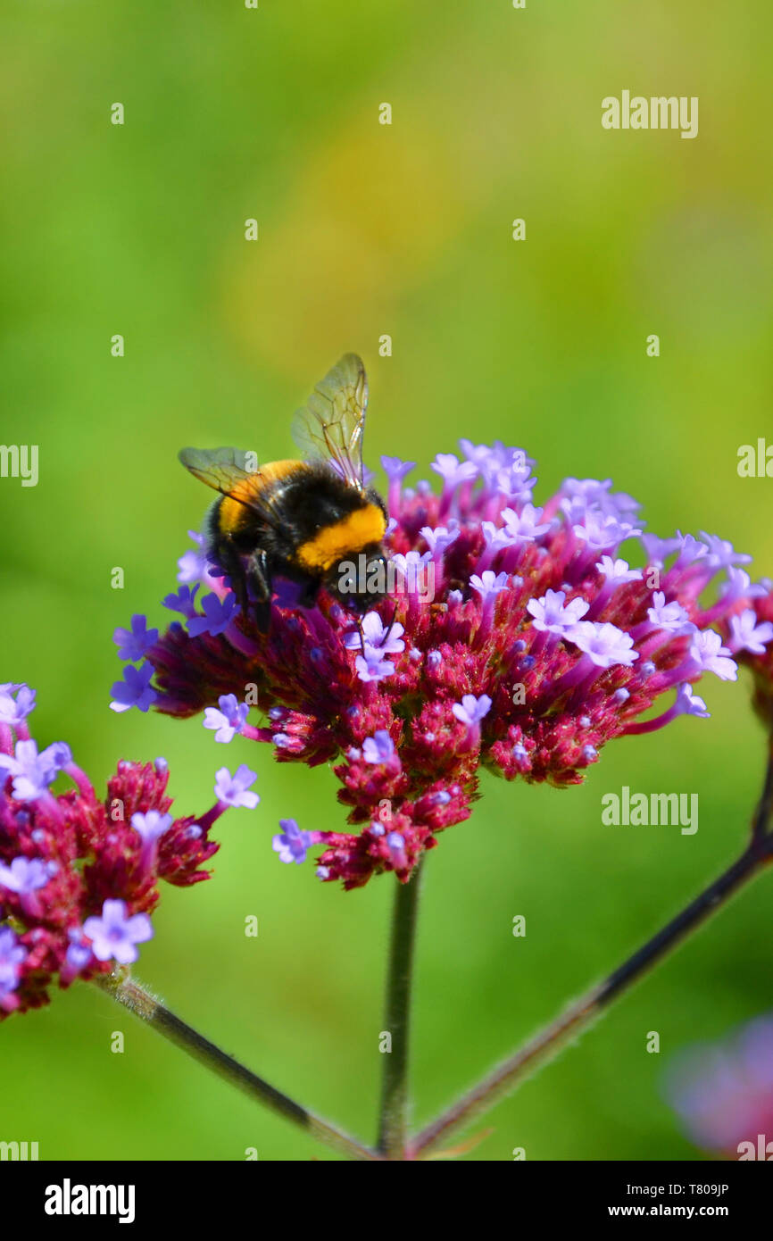 Jaune et Noir abeille nectar humble rassemble sur une fleur rouge-violet. La photo verticale est devenue à fond vert. Banque D'Images