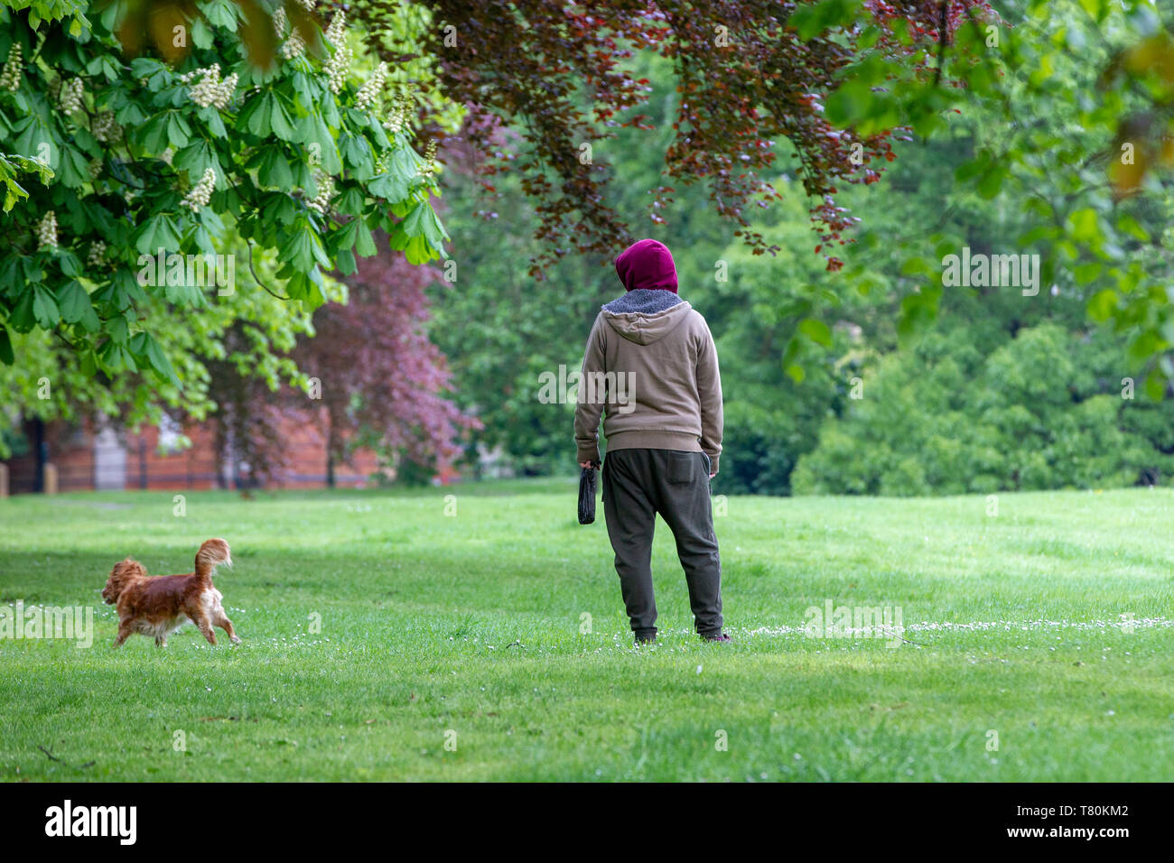 Northamptnshire.10 Mai 2019. Météo. Un homme qui marche son petit chien dans la région de Abington Park sur un matin nuageux terne. Credit : Keith J Smith./Alamy Live News Banque D'Images