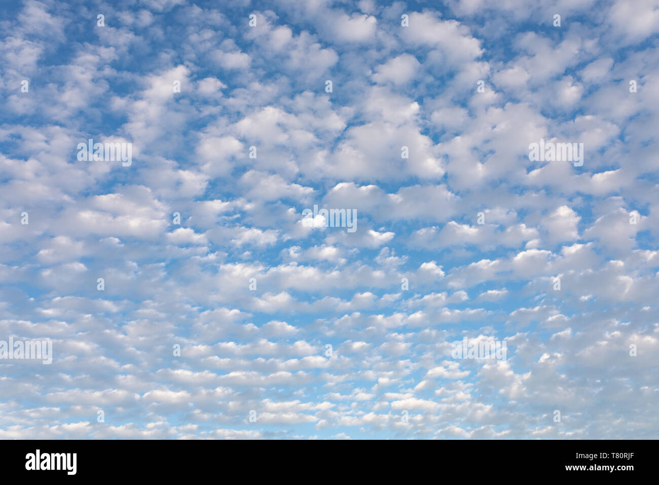 Cirrocumulus nuages contre ciel bleu motif cloudscape Banque D'Images