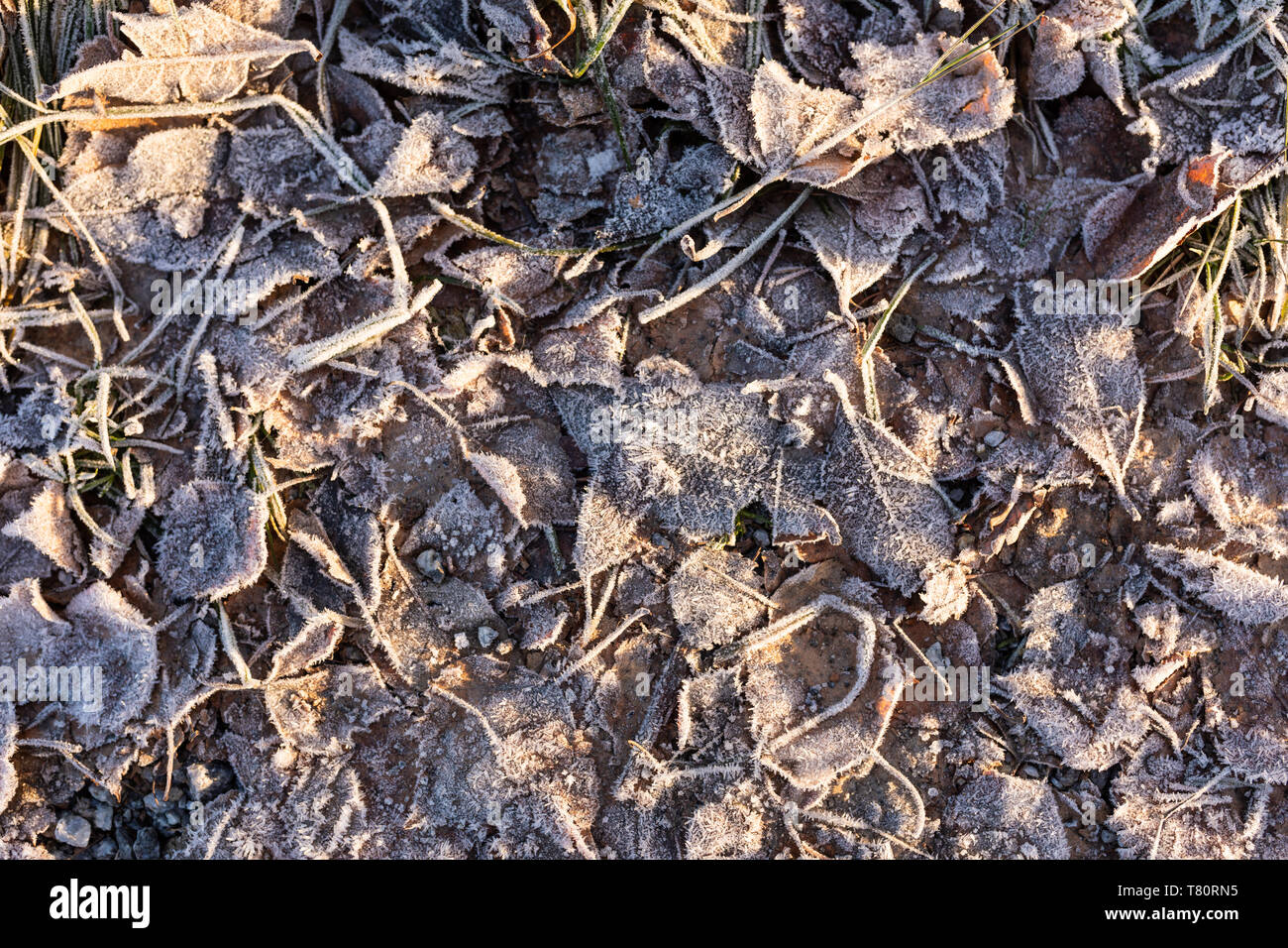 Les feuilles tombées sur le sol couvert de givre givre Banque D'Images