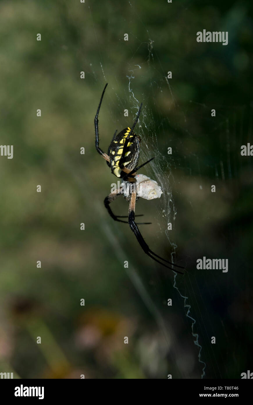 Leavenworth, Kansas. Jardin Araignée noire et jaune. 'Argiope aurantia femelle avec les proies des araignées. Banque D'Images