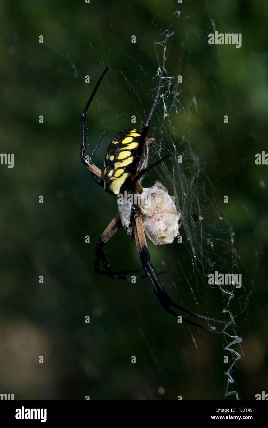 Leavenworth, Kansas. Jardin Araignée noire et jaune. 'Argiope aurantia femelle avec les proies des araignées. Banque D'Images