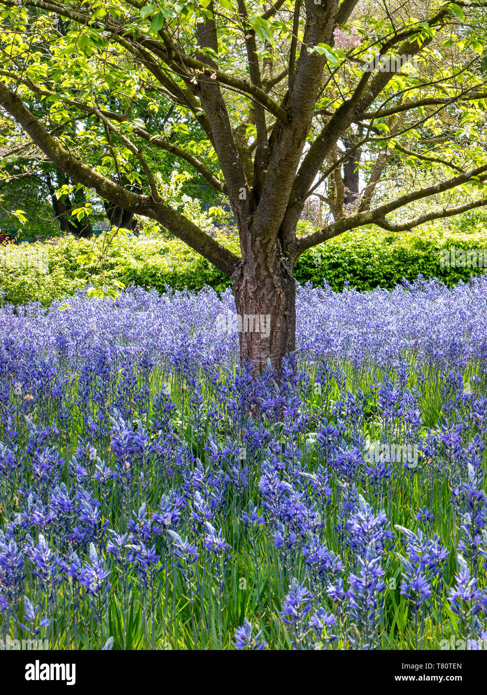 Camassia leichtlinii connu sous le nom de Grand Camas ou Grand Camas, une herbe vivace. Sous-espèce C. leichtlinii subsp. Suksdorfii dans un pré avec arbre Beech Banque D'Images