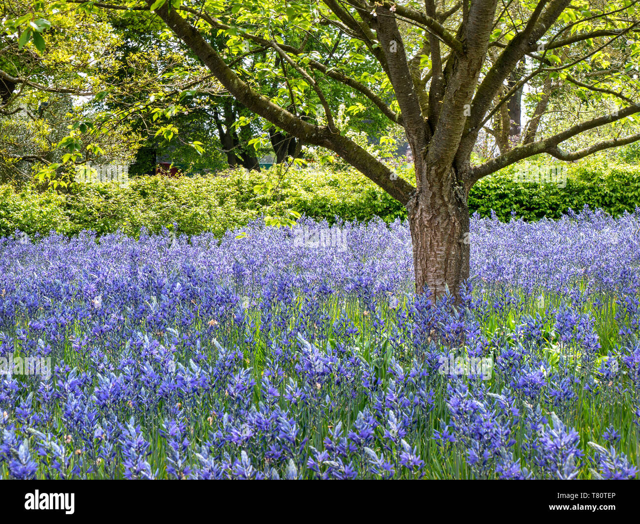 Camassia leichtlinii prairie connue sous le nom de Grand Camas ou Grand Camas, une herbe vivace. Sous-espèce C. leichtlinii subsp. Suksdorfii dans le pré et l'arbre Beech Banque D'Images