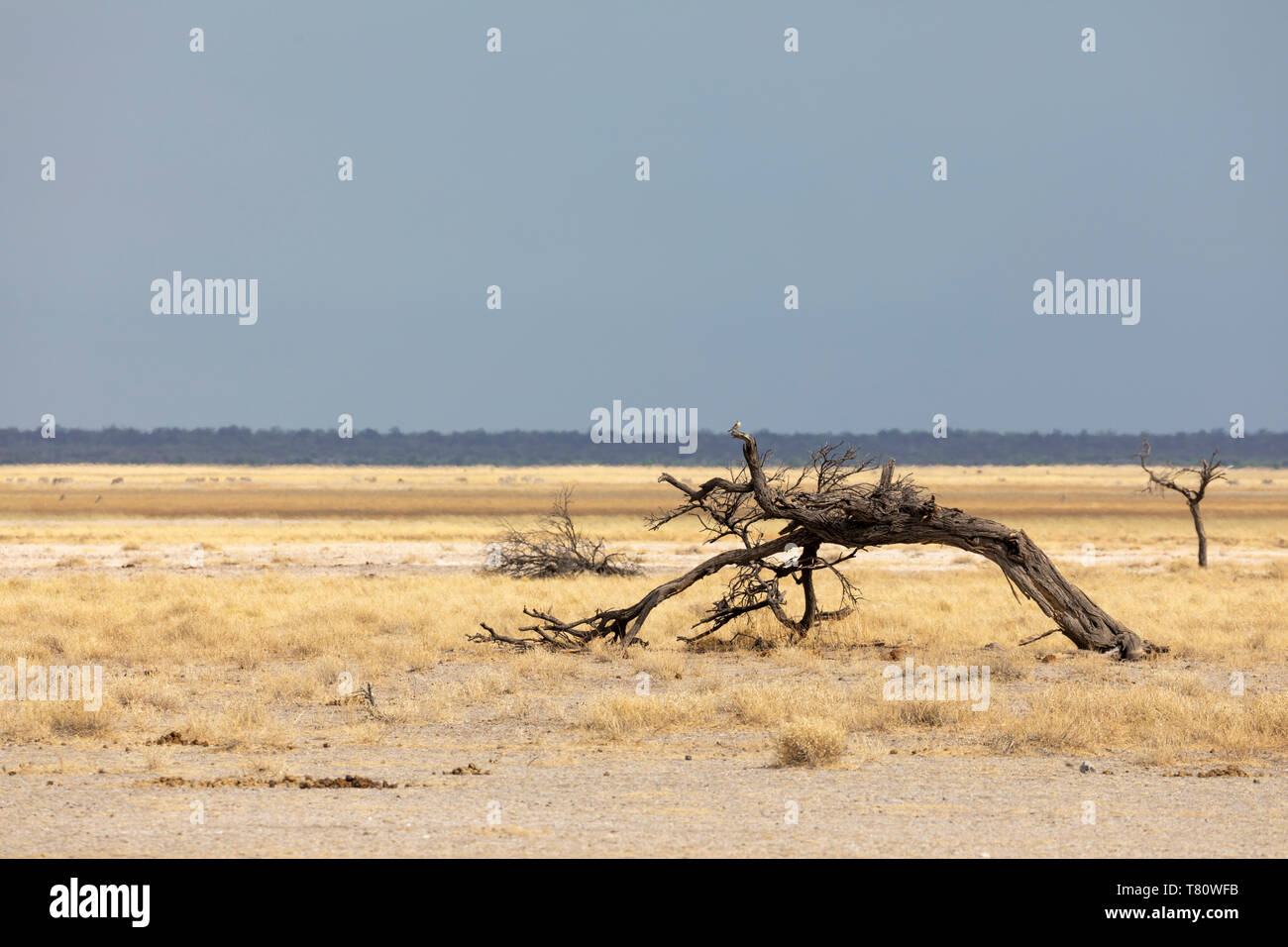Un arbre mort sur le bord de la cuvette d'Etosha, Etosha National Park, Namibie Banque D'Images