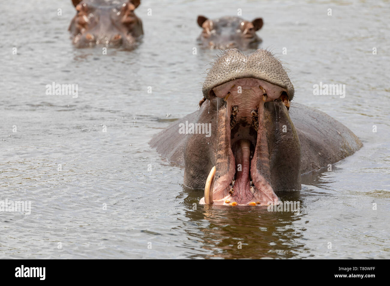 Hippopotame (Hippopotamus amphibius) sur la rivière Kwando (Cuando) sur la frontière entre la Namibie et le Botswana. Banque D'Images