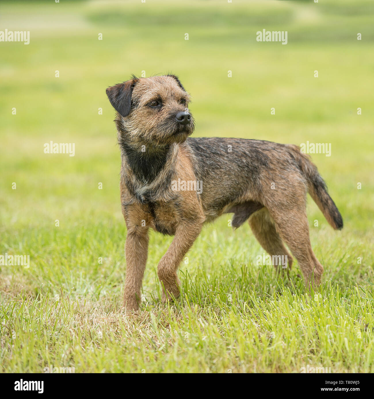 Border terrier Banque D'Images