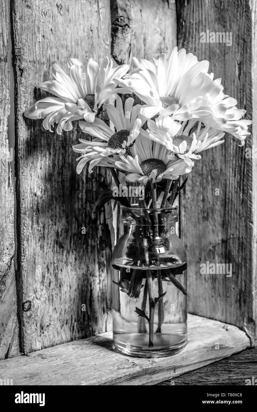 Nature morte noir et blanc fine art Photographie de fleurs Daisy