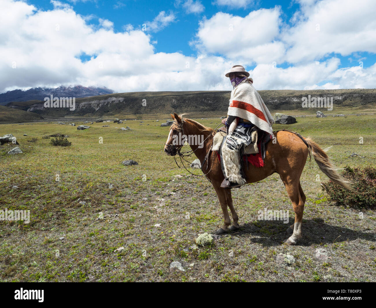 Les homme sur un cheval dans le paysage haut paramo, Parc National Cotopaxi, montagnes des Andes, l'Equateur, l'Amérique du Sud Banque D'Images