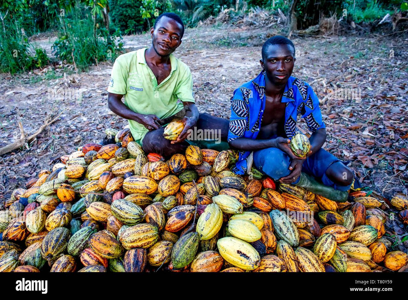 Planteurs de cacao assis près de gousses sur Abidjan, Côte d'Ivoire, Afrique de l'Ouest, l'Afrique Banque D'Images