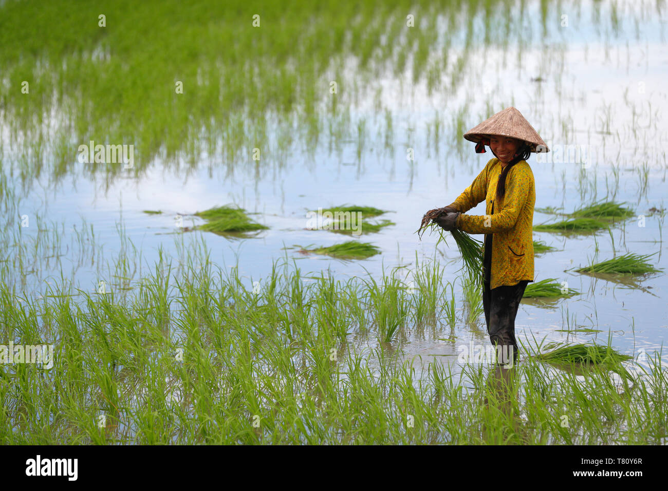 Productrice travaillant dans un champ de riz le repiquage du riz dans le Delta du Mékong, Can Tho, Vietnam, Indochine, Asie du Sud-Est, l'Asie Banque D'Images