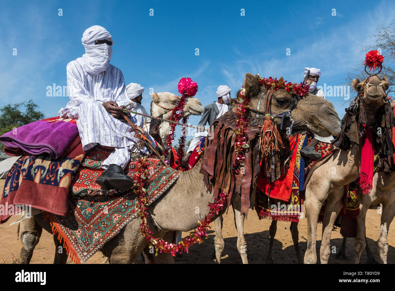 Chameau coloré riders à un festival Tribal, Sahel, Tchad, Afrique Banque D'Images