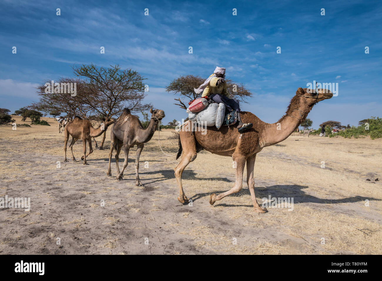 Caravane de chameaux entre Faya-Largeau et N'Djamena, Tchad, Afrique Banque D'Images