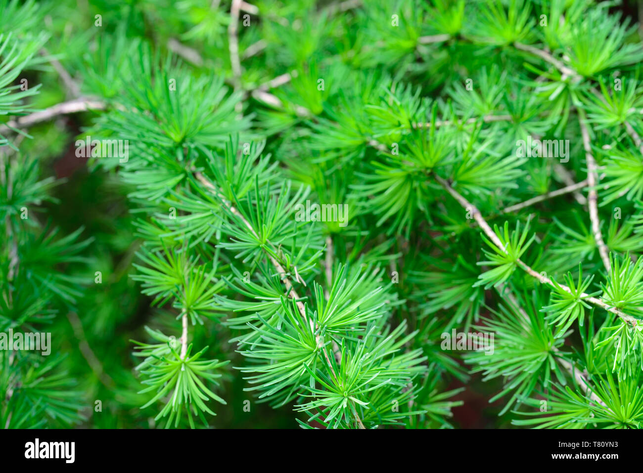 Le mélèze, Larix feuillage vert frais selective focus macro Banque D'Images