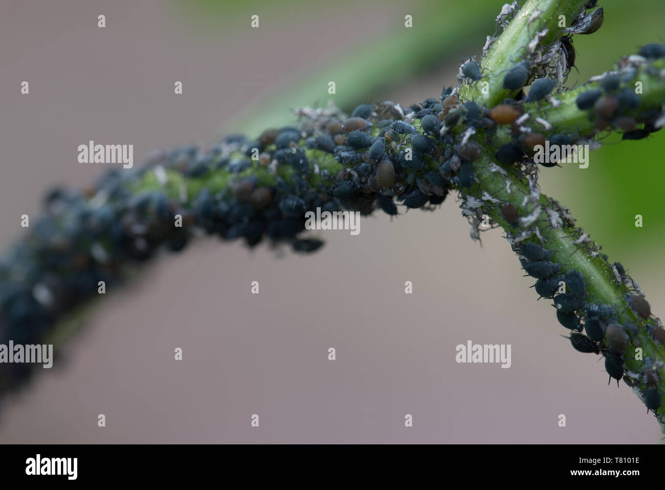 Les pucerons insectes suceurs de sève sur macro brindille Banque D'Images