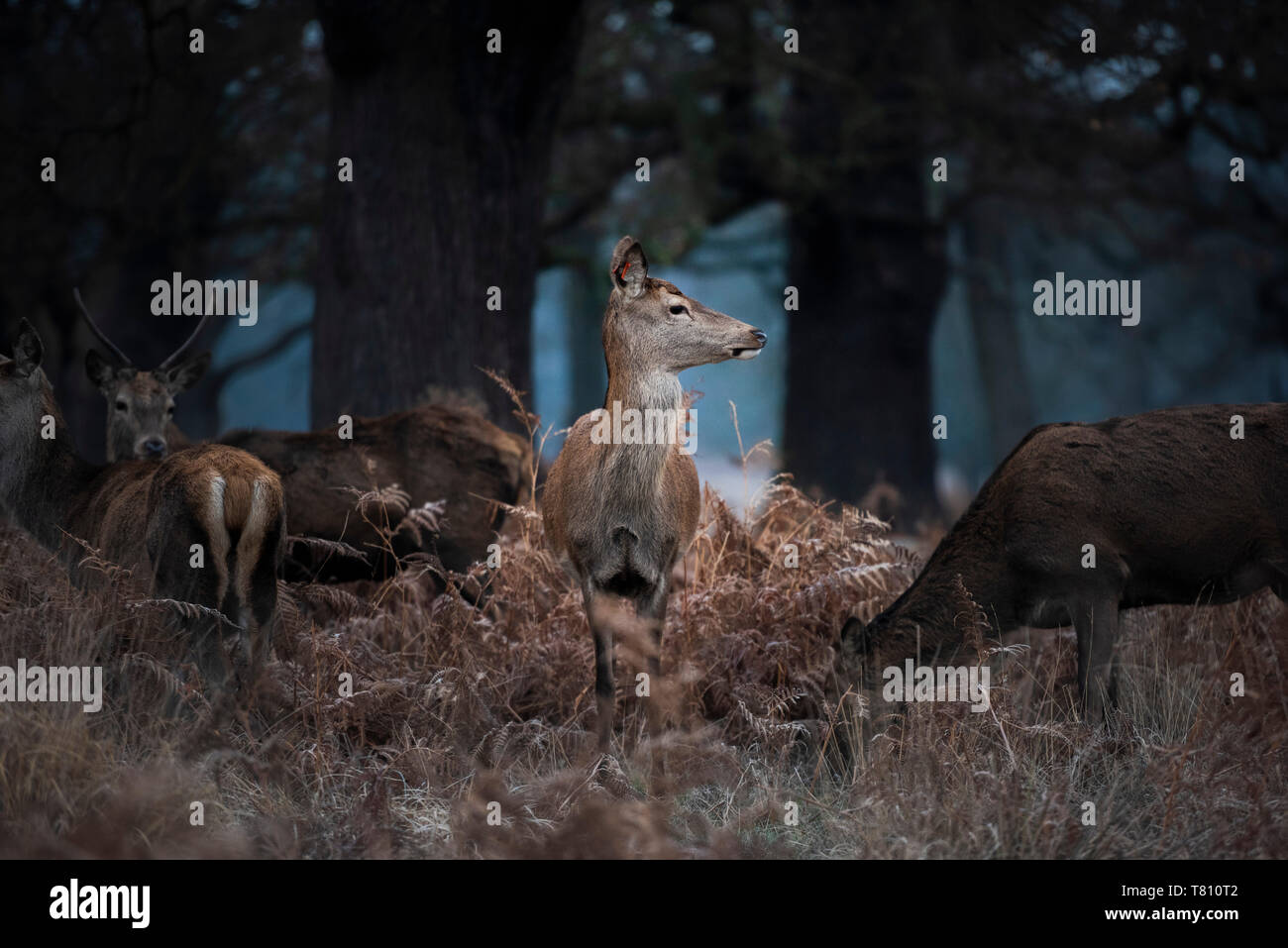 Red Deer (Cervus elaphus) à Richmond Park, Richmond, Londres, Angleterre, Royaume-Uni, Europe Banque D'Images