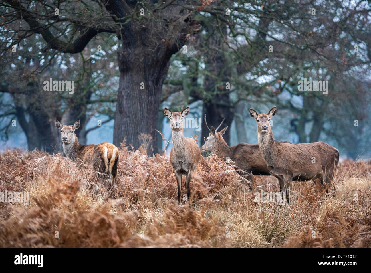 Red Deer (Cervus elaphus) à Richmond Park, Richmond, Londres, Angleterre, Royaume-Uni, Europe Banque D'Images