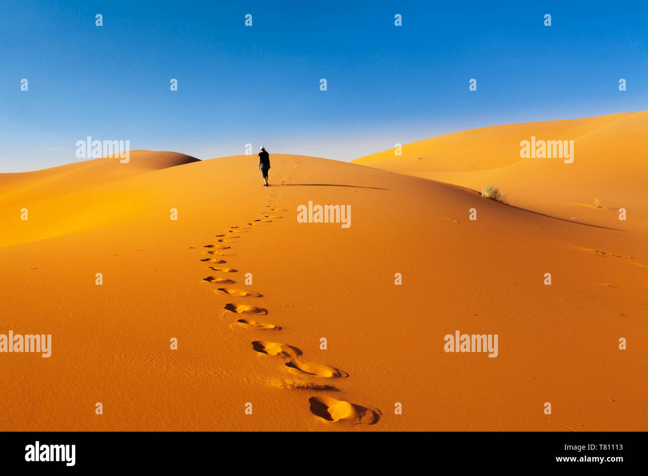 Dunes de sable, désert du Sahara, l'Erg Chebbi, dans le sud du Maroc, Maroc, Afrique du Nord, Afrique Banque D'Images