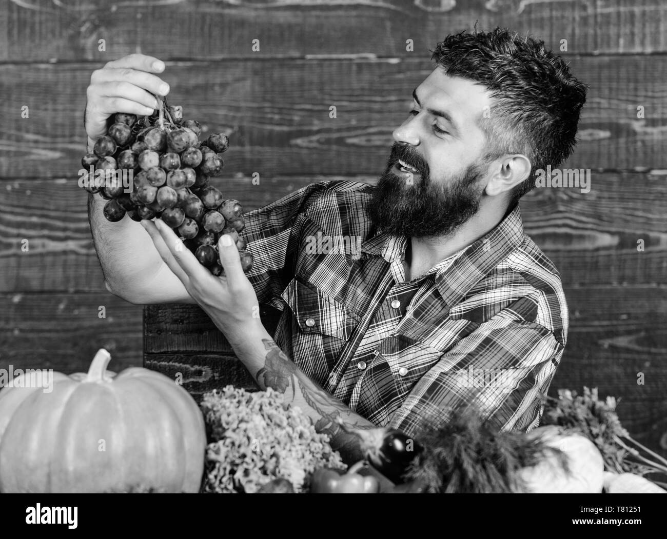 Maintenir l'homme en bois raisins arrière-plan. Légumes organic harvest. Concept de l'agriculture. À partir de raisins propre jardin. Barbu avec des agriculteurs sur la récolte des raisins de table tenir. Agriculteur fier de la récolte des raisins. Banque D'Images