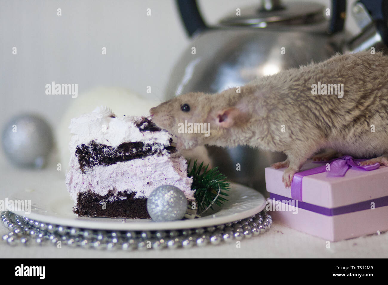 Le Concept De Decoration Pour La Table De Cuisine Table Du Nouvel An Rat Blanc Manger Un Gateau Souris Blanche Sur La Table De Vacances Nouvelle Annee Le Rat Photo Stock Le Concept De Decoration Pour La Table De Cuisine Table Du Nouvel An Rat Blanc Manger Un Gateau Souris Blanche Sur La Table De Vacances Nouvelle Annee Le Rat Photo Stock