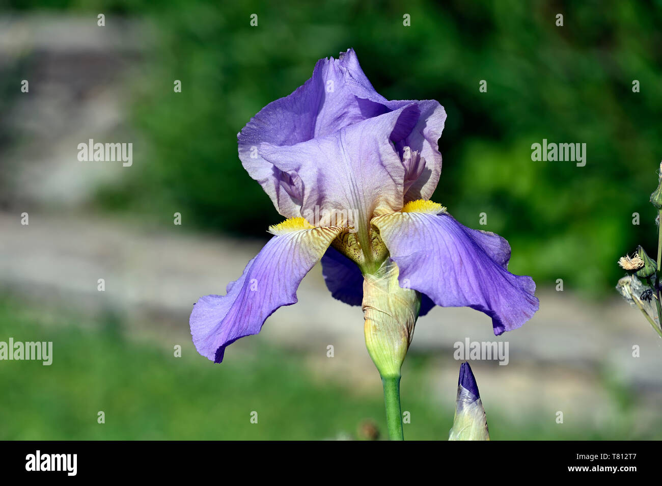 Fleur d'Iris violets Banque D'Images