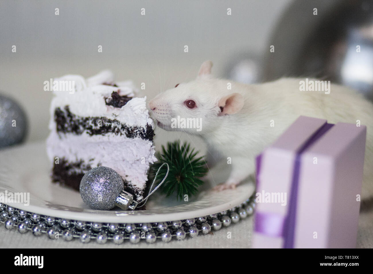 Gâteau du Nouvel An . Année du rat. Souris blanche mange de la brioche. Rat blanc et des bonbons. Banque D'Images
