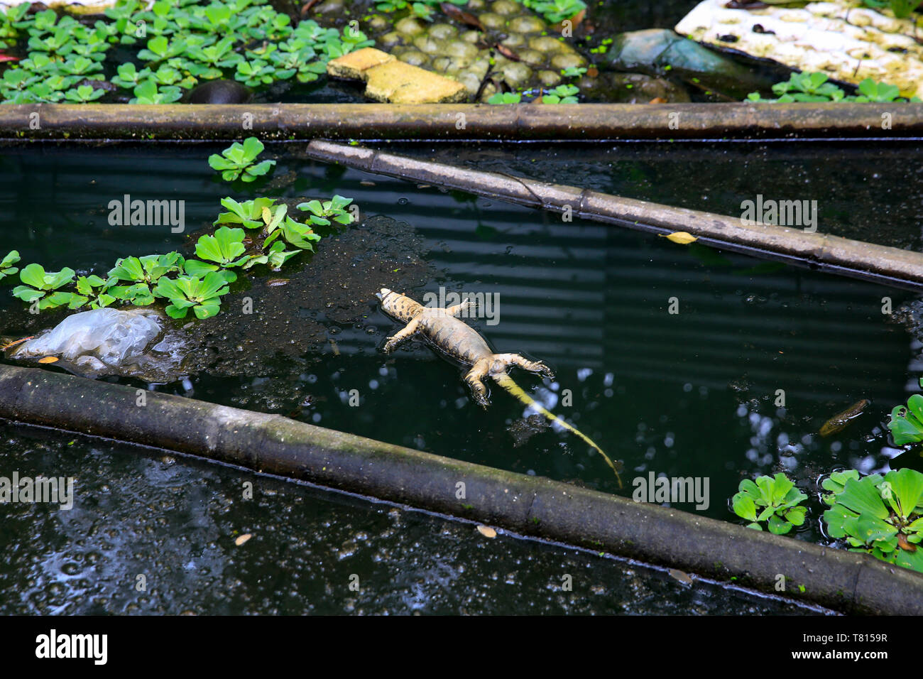 Un lézard mort en plastique et la pollution. Shariatpur, Bangladesh Banque D'Images