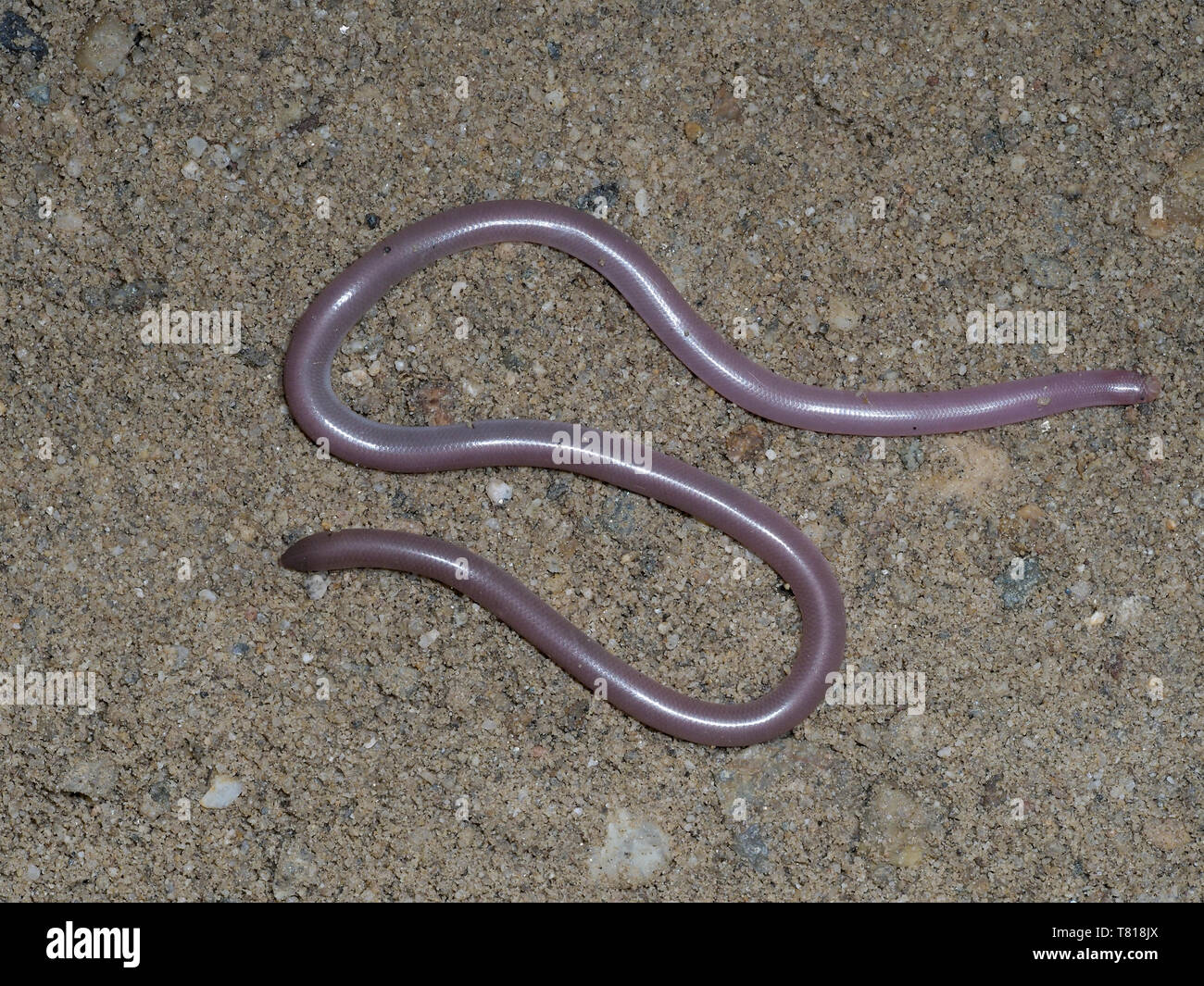 Worm snake Banque de photographies et d'images à haute résolution - Alamy