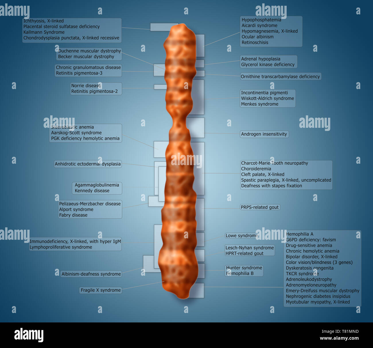 X carte chromosomique de la maladie, de l'illustration Banque D'Images