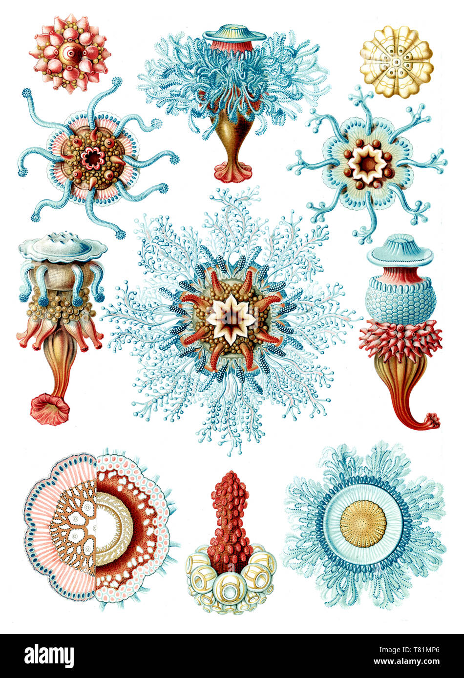 Ernst Haeckel, Siphonophorae, Hydrozoaires Banque D'Images