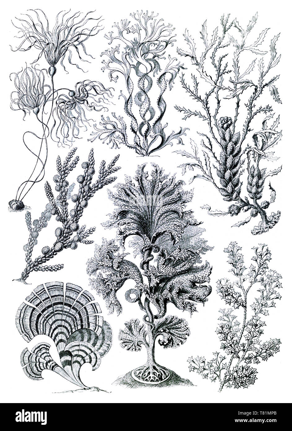 Ernst Haeckel, Fucaceae, algue brune Banque D'Images