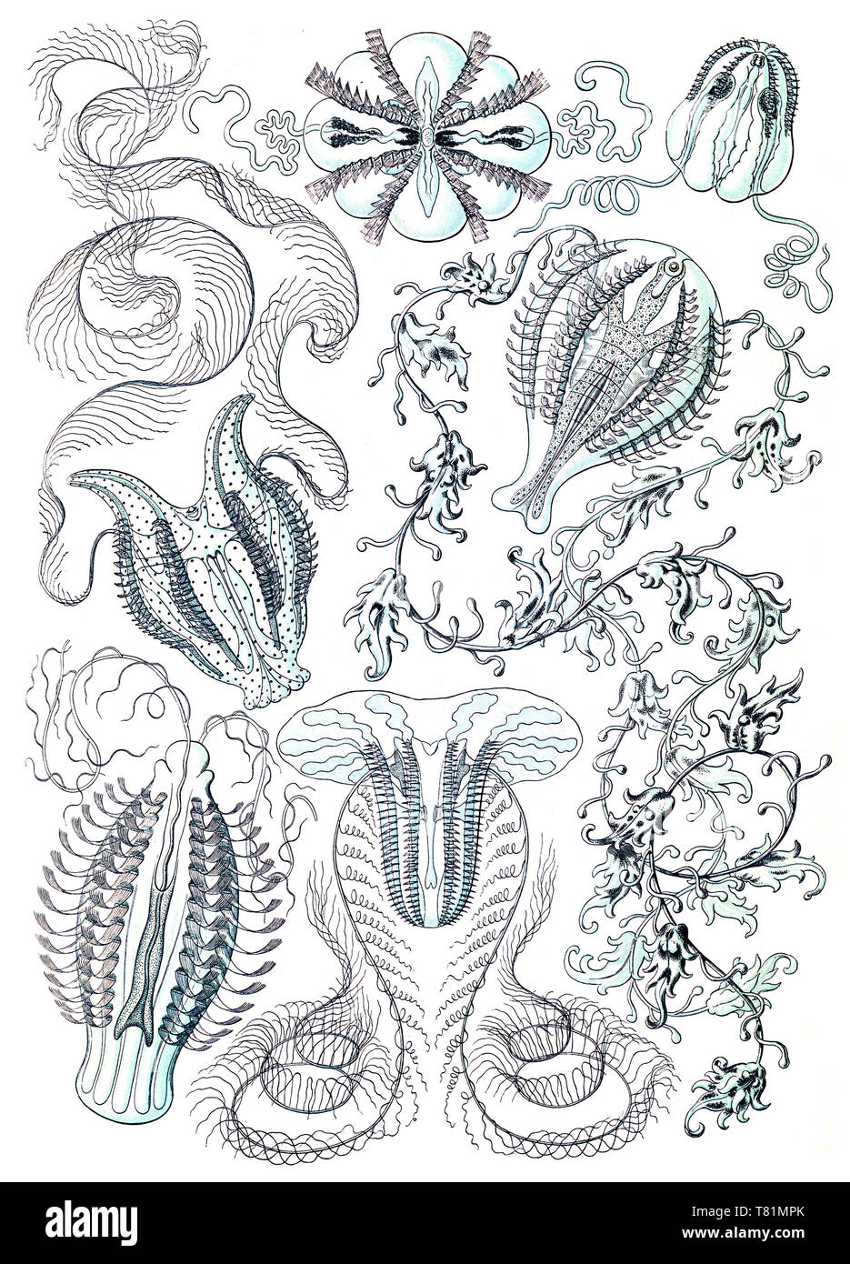 Ernst Haeckel, Ctenophora, les Cténophores Banque D'Images