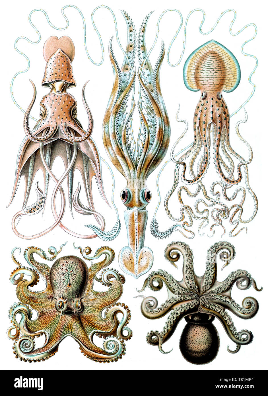 Ernst Haeckel, Octopoda, Octopus Banque D'Images