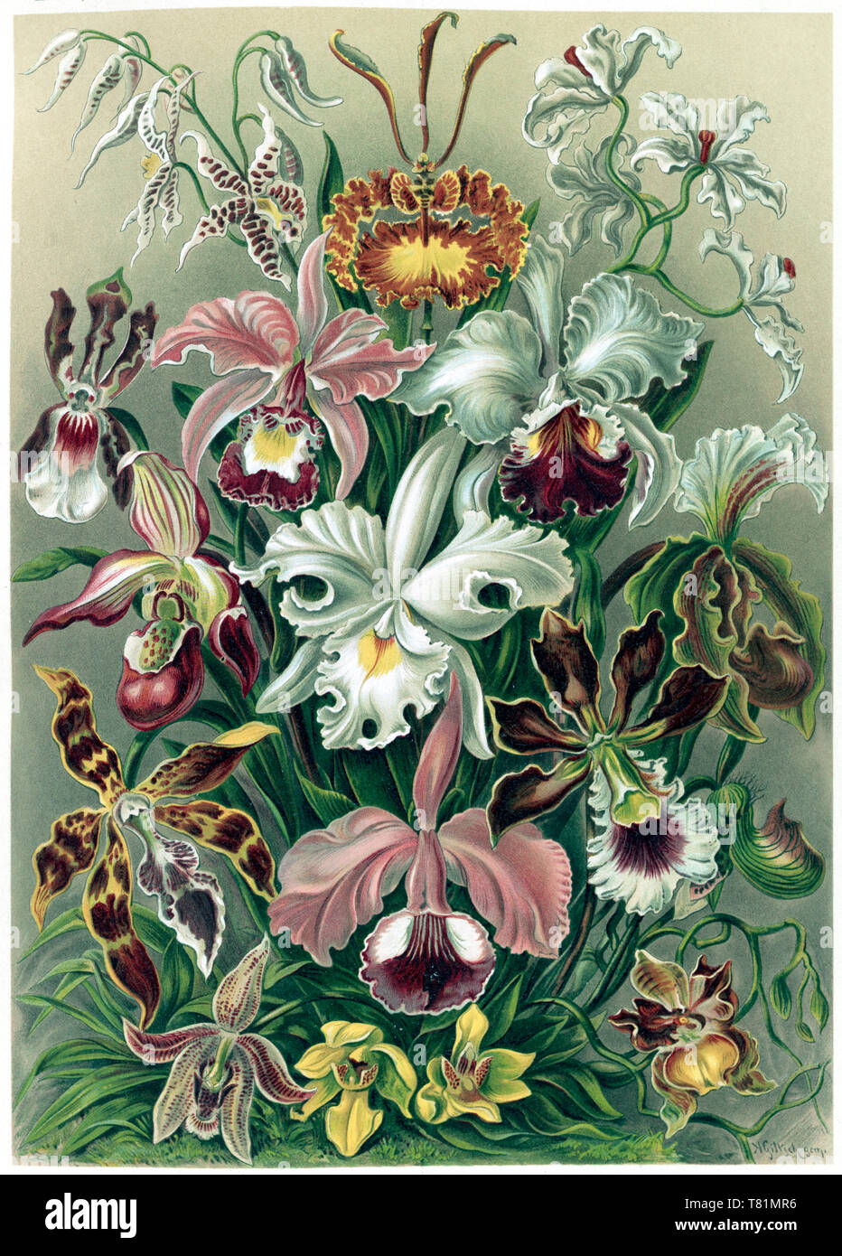 Ernst Haeckel, Orchideae, orchidées Banque D'Images