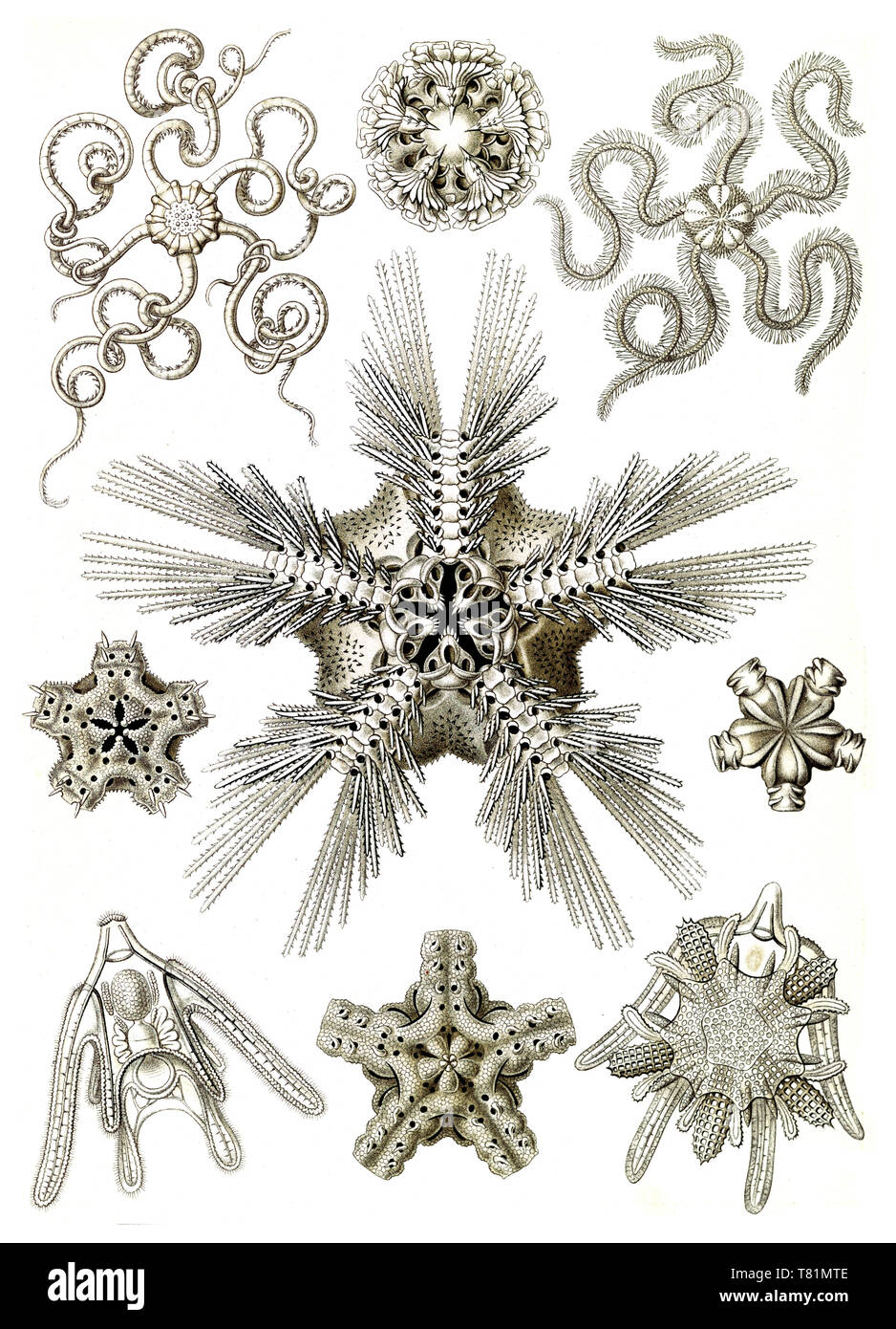 Ernst Haeckel, Ophiuroidea, d'ophiures Banque D'Images