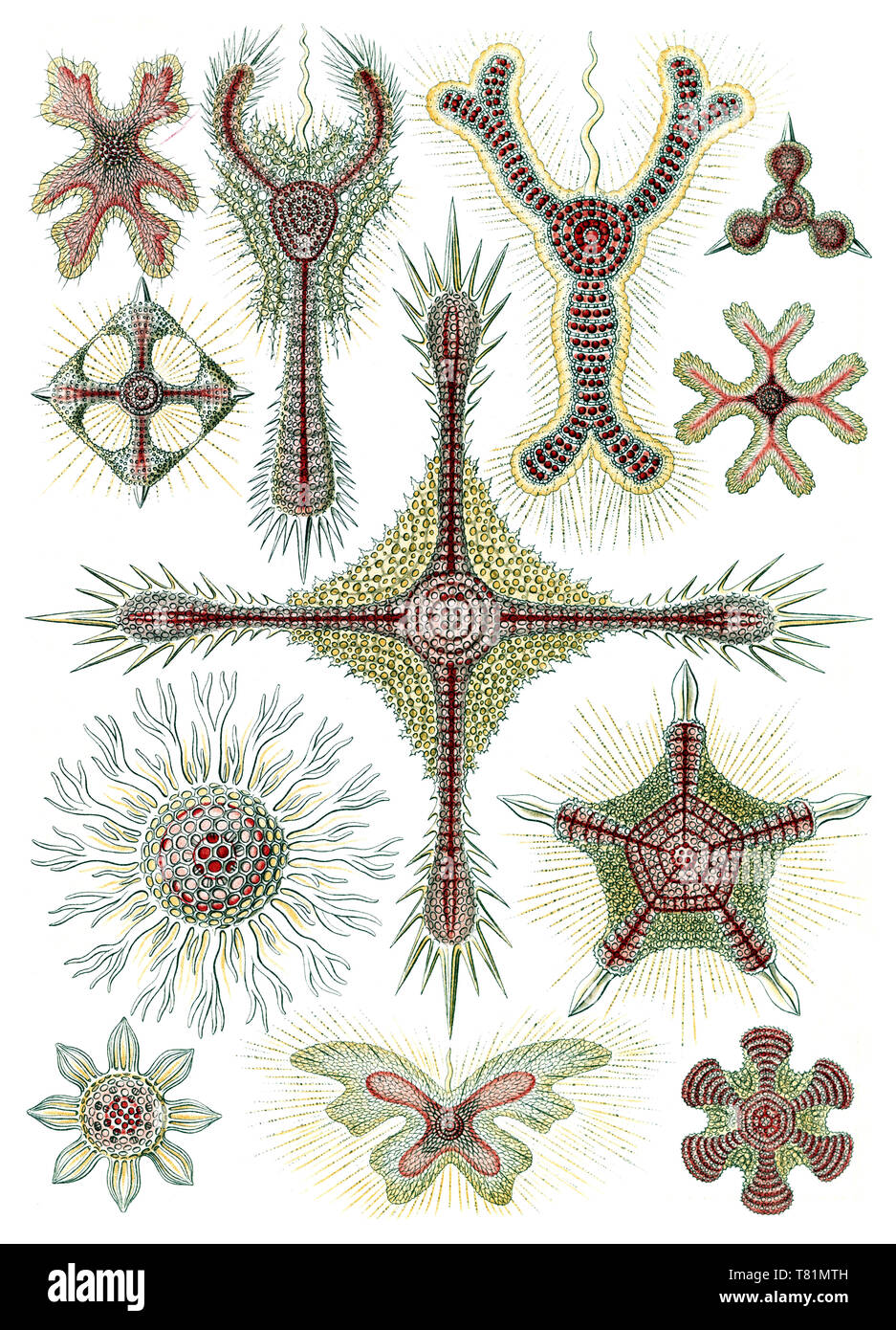 Ernst Haeckel, invertébrés marins Banque D'Images