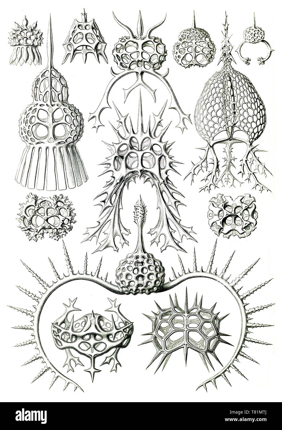 Ernst Haeckel, protozoaires, radiolaires existent Banque D'Images