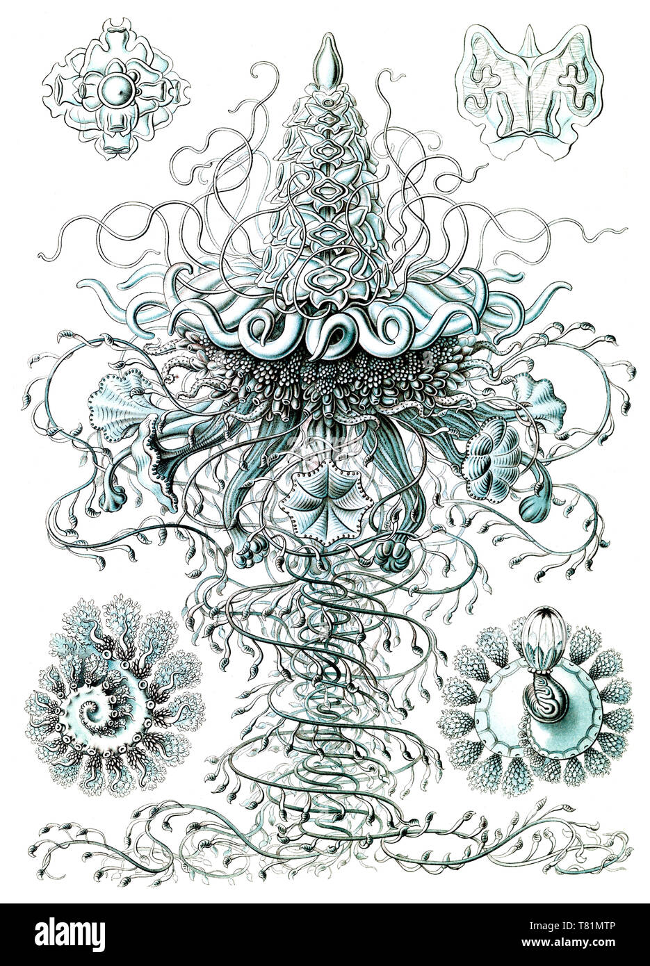 Ernst Haeckel, Siphonophorae, Hydrozoaires Banque D'Images