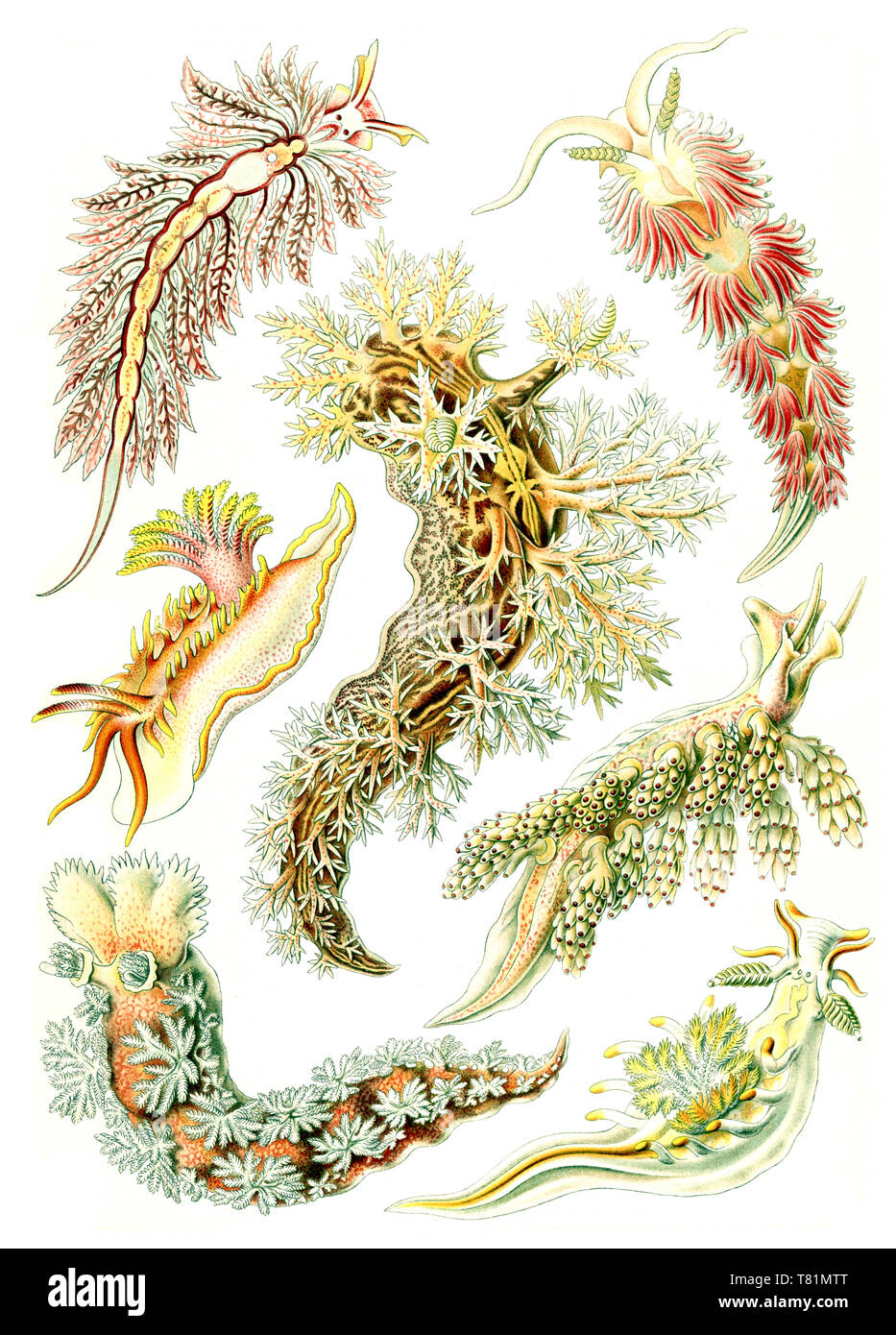 Ernst Haeckel, nudibranches Banque D'Images