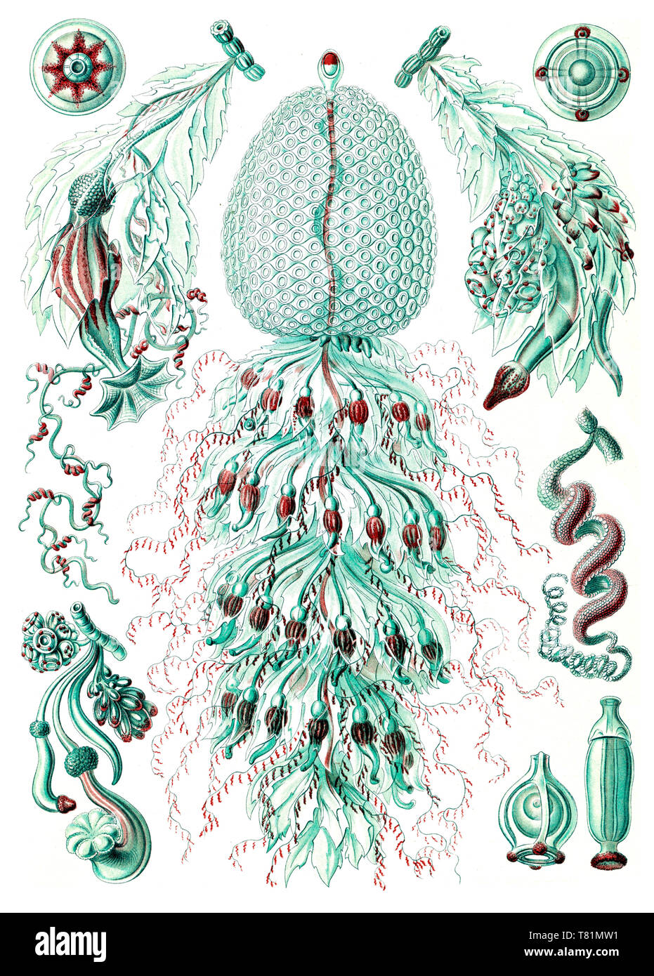 Ernst Haeckel, Siphonophorae, Hydrozoaires Banque D'Images