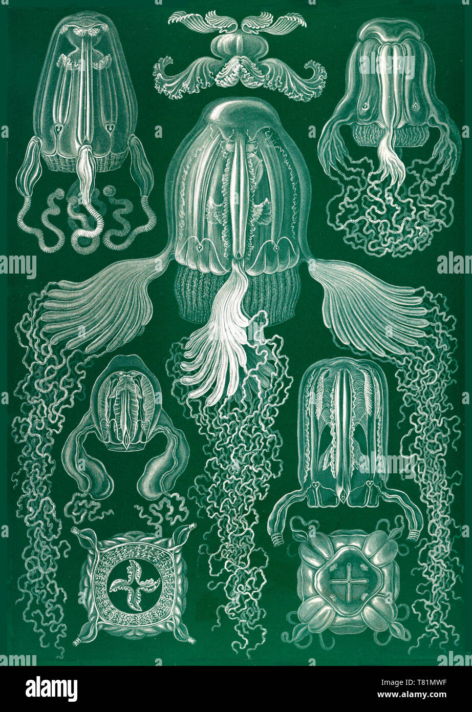 Ernst Haeckel, Cubozoa, Cuboméduse Banque D'Images