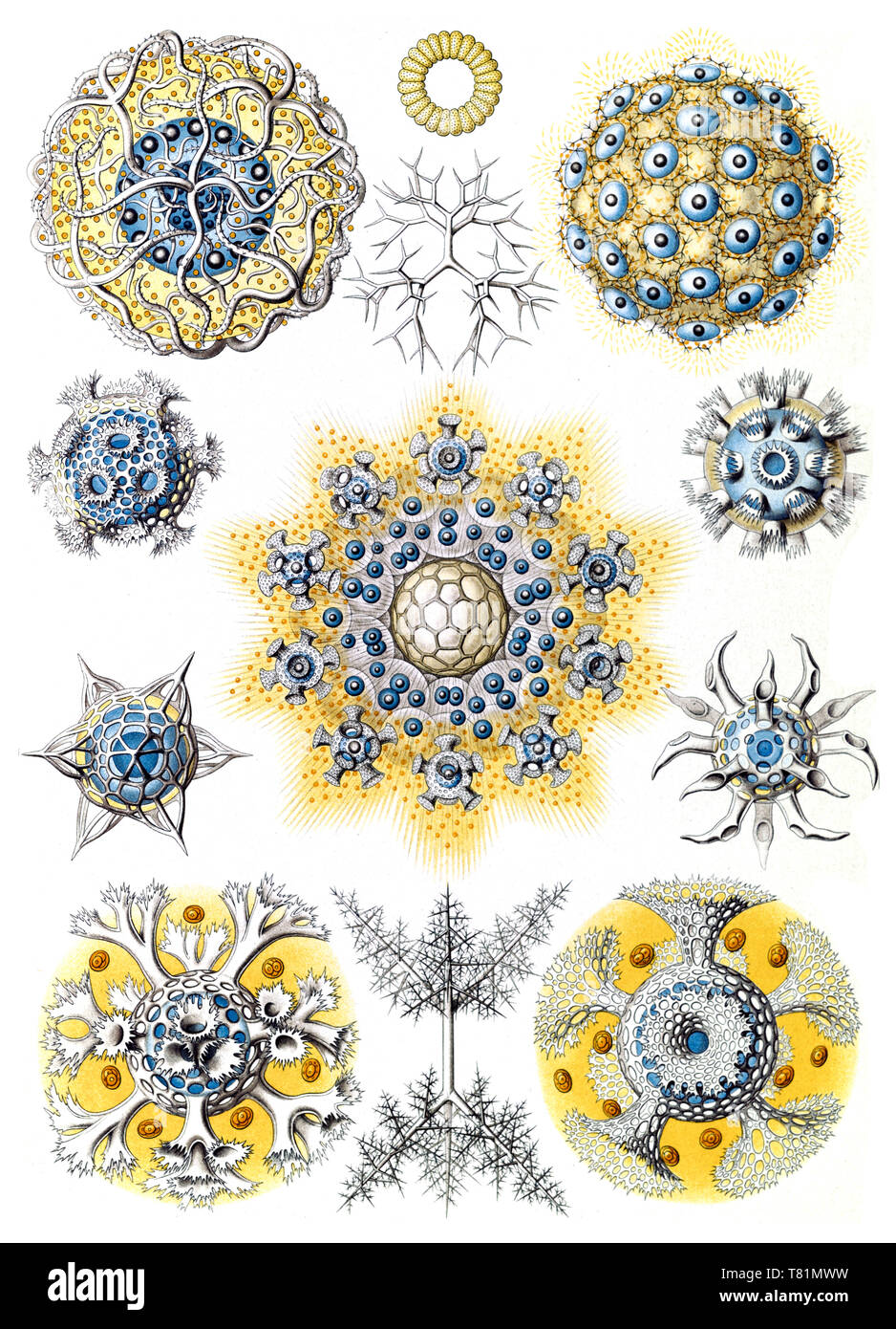 Ernst Haeckel, radiolaires existent, les Bryozoaires Banque D'Images