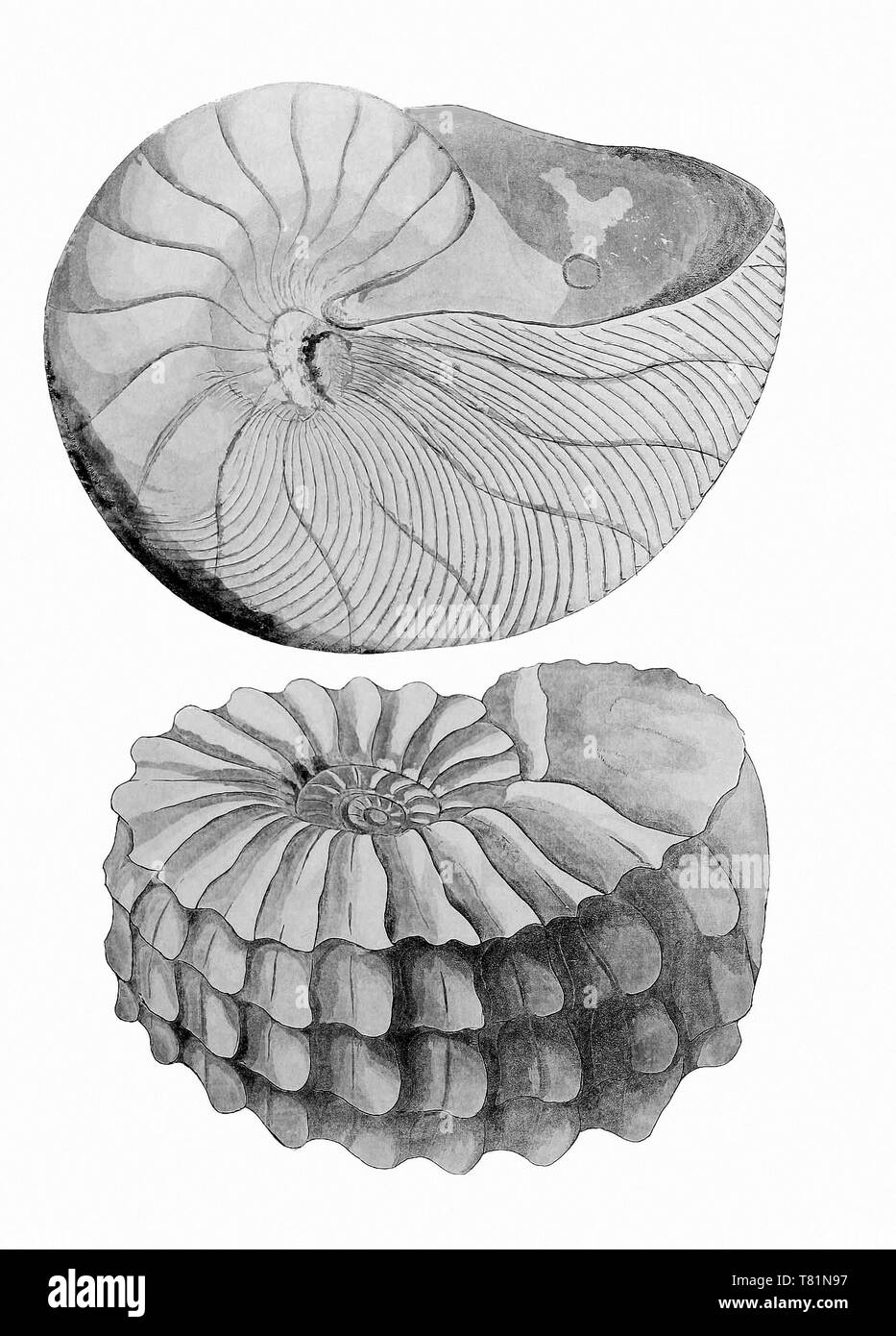 Ammonite et Nautilus Banque D'Images