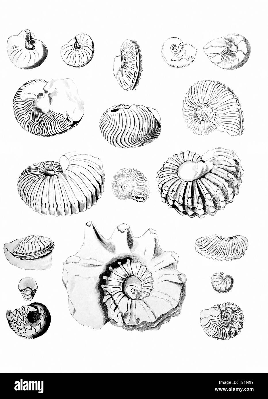 Ammonites du Crétacé Banque D'Images