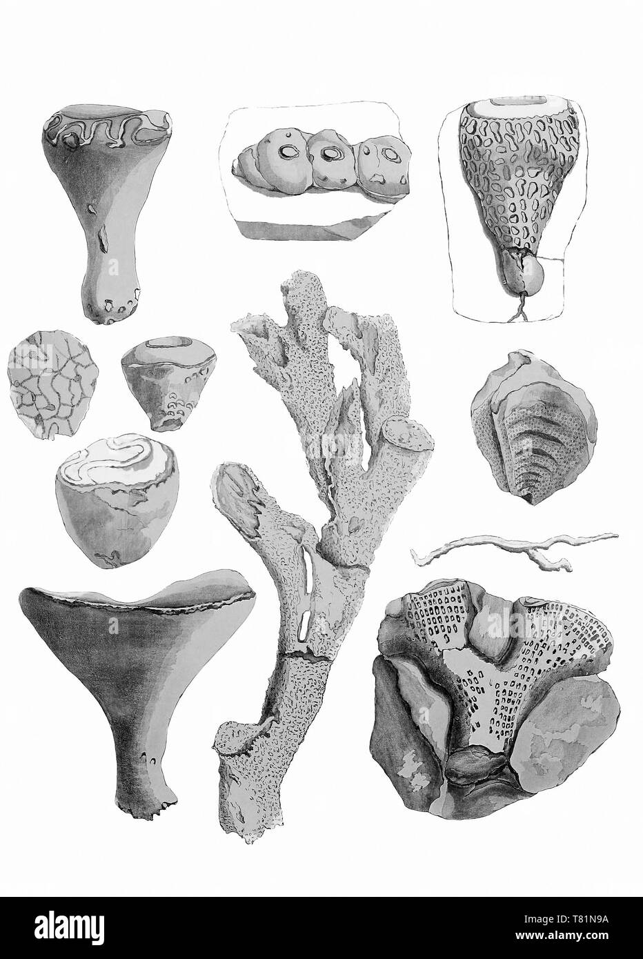 Les Éponges du Crétacé Banque D'Images