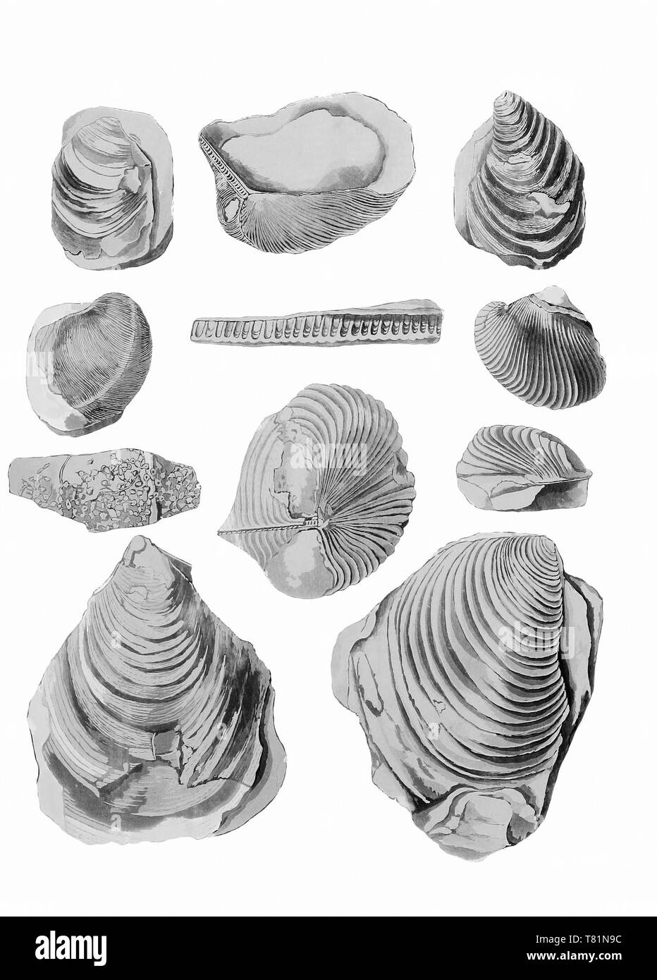 Fossiles Inoceramus Banque D'Images